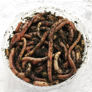 100G Dendrobena Worms